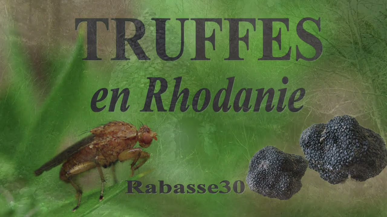 TRUFFES en Rhodanie
