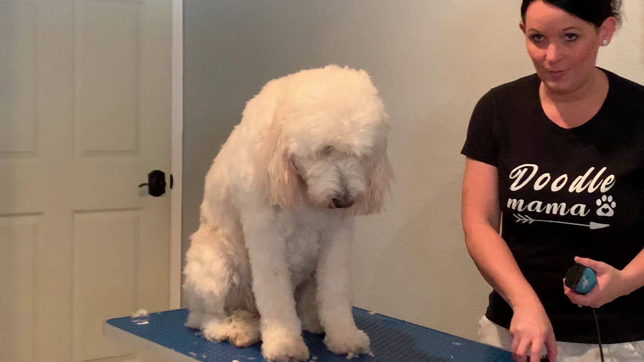 How to Groom a Goldendooodle from Home Part 3
