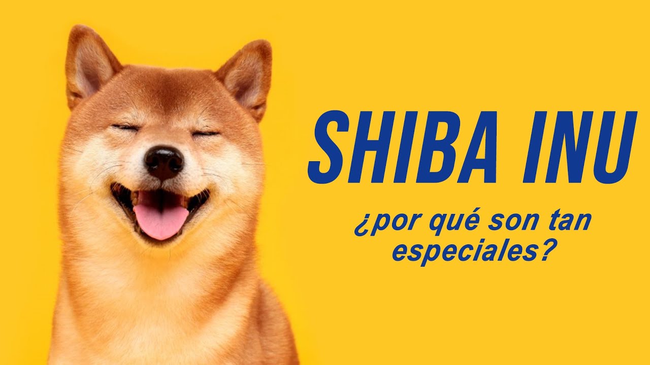 Por que son tan especiales los Shiba Inu