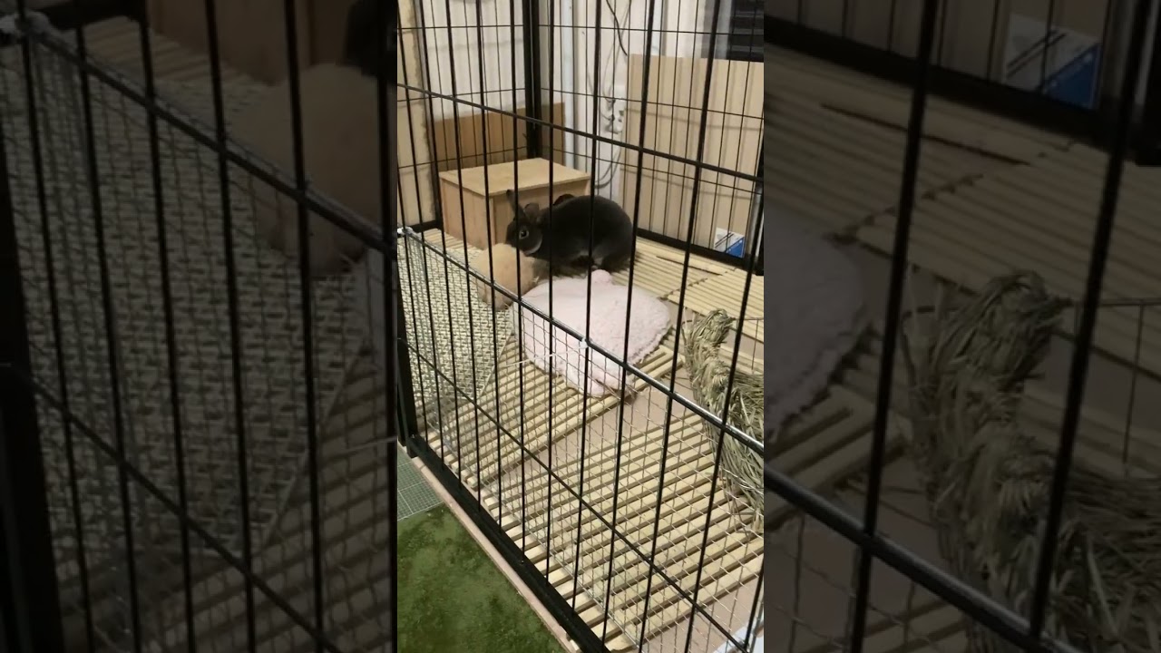 Netherland Dwarf rabbitのまるちゃん