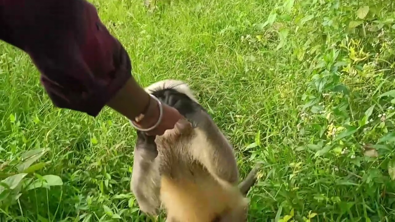 Natural Love Moment | Monkey’s Sweet Biscuit Bond in Nature