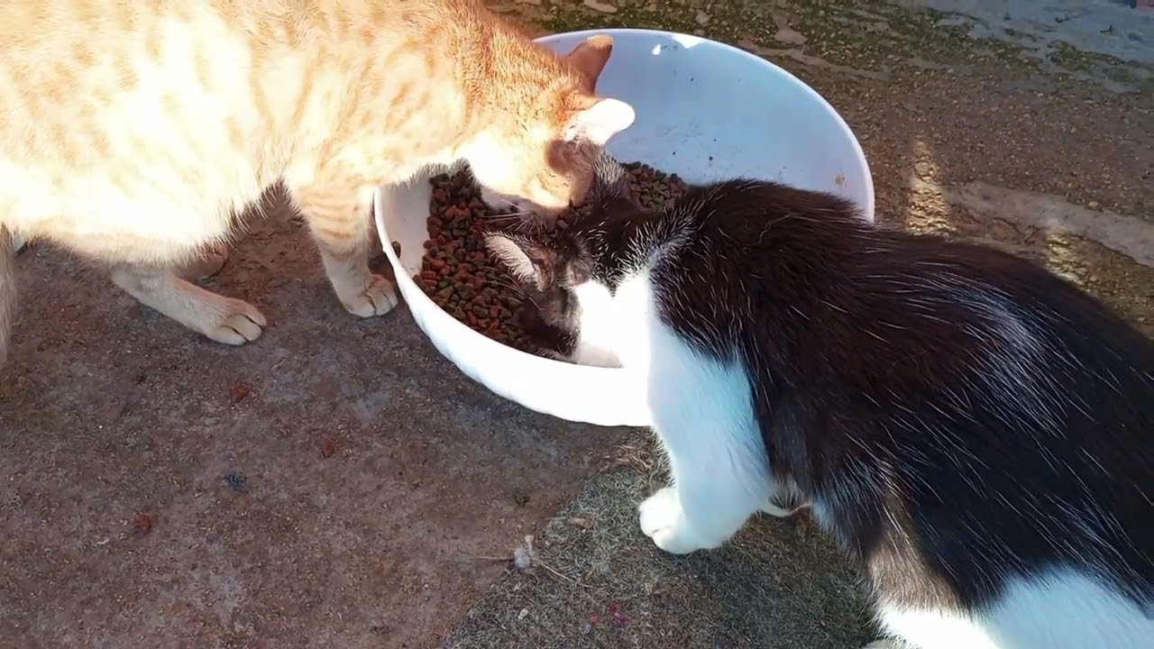Gatti a colazione ♥️.