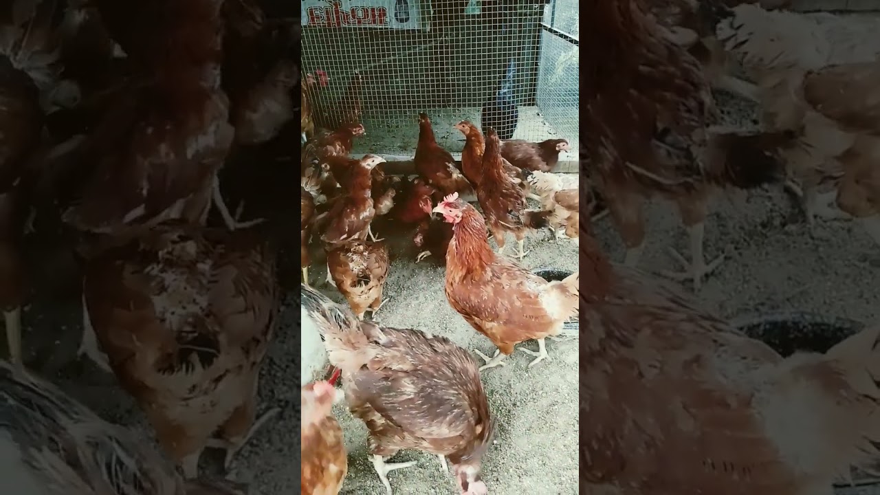 #chickenfarm rir murga for sale location nabha ph 8437556395