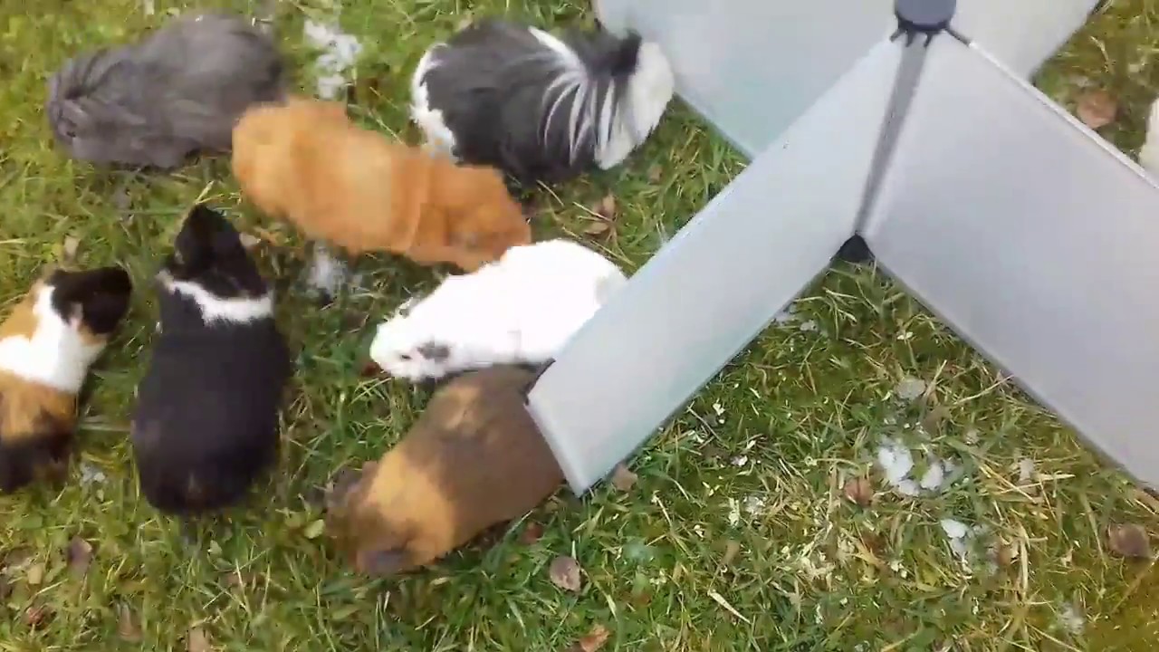 So funktioniert eine Meerschweinchen Bockgruppe