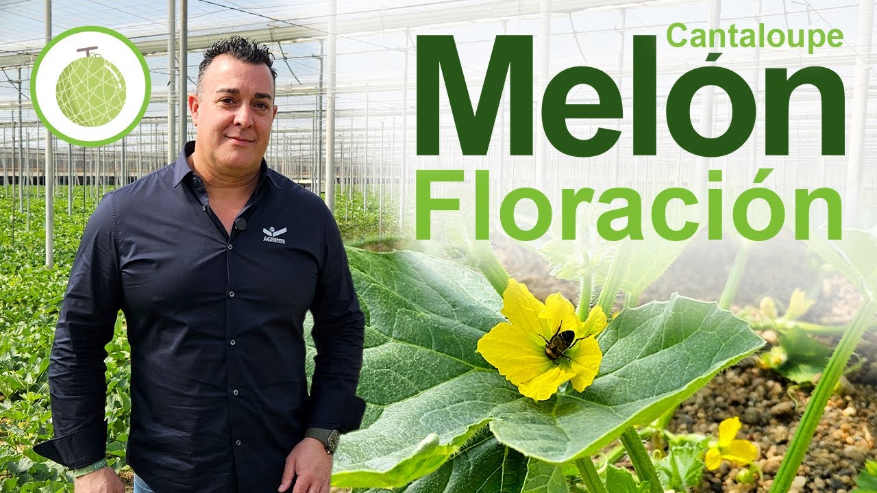 Cultivo de Melón cantaloup en floración: tratamiento previo a la entrada de colmena | Almería