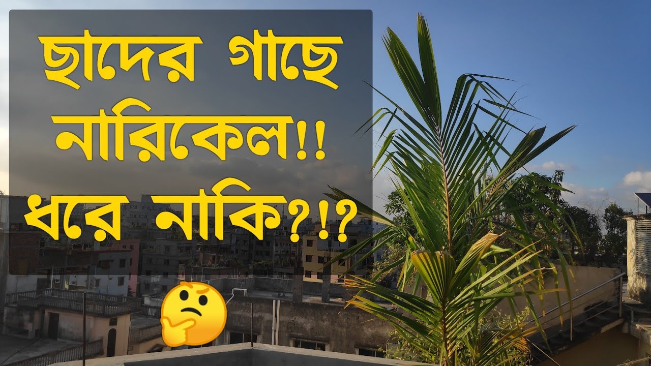 ছাদ বাগানে নারিকেল গাছ