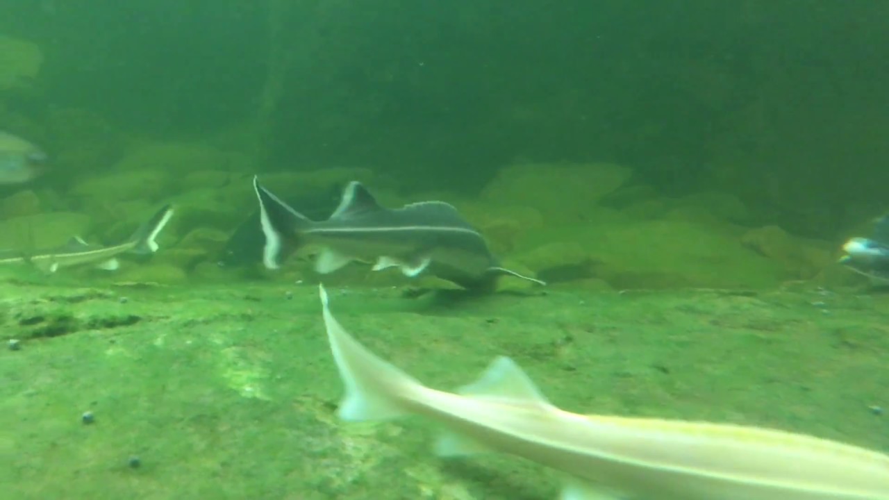 Störe beim Fressen im Gartenteich