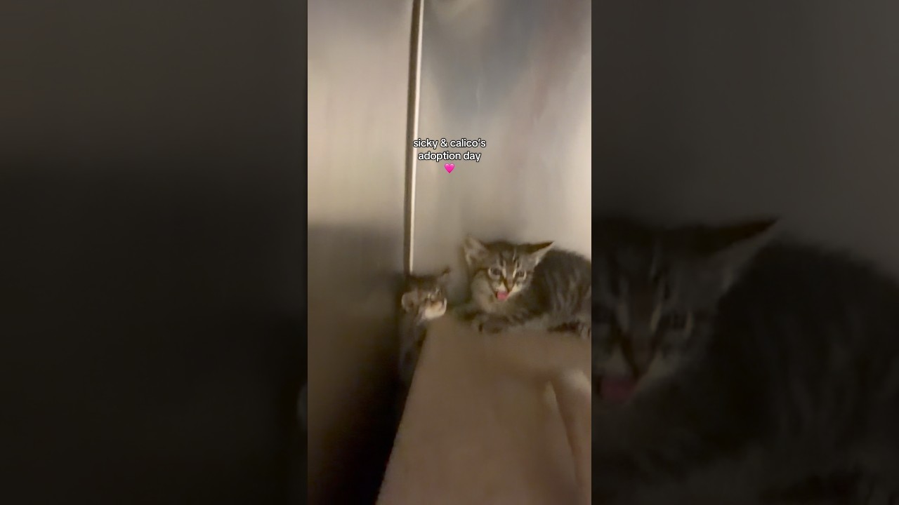 И теперь их двое 🥹🩷 #острыекотята #котятанапередержке #деньадопции