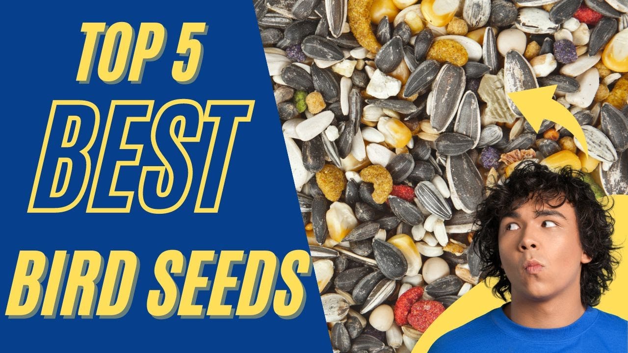 Top 5 best bird seeds for songbirds and wild birds in 2022