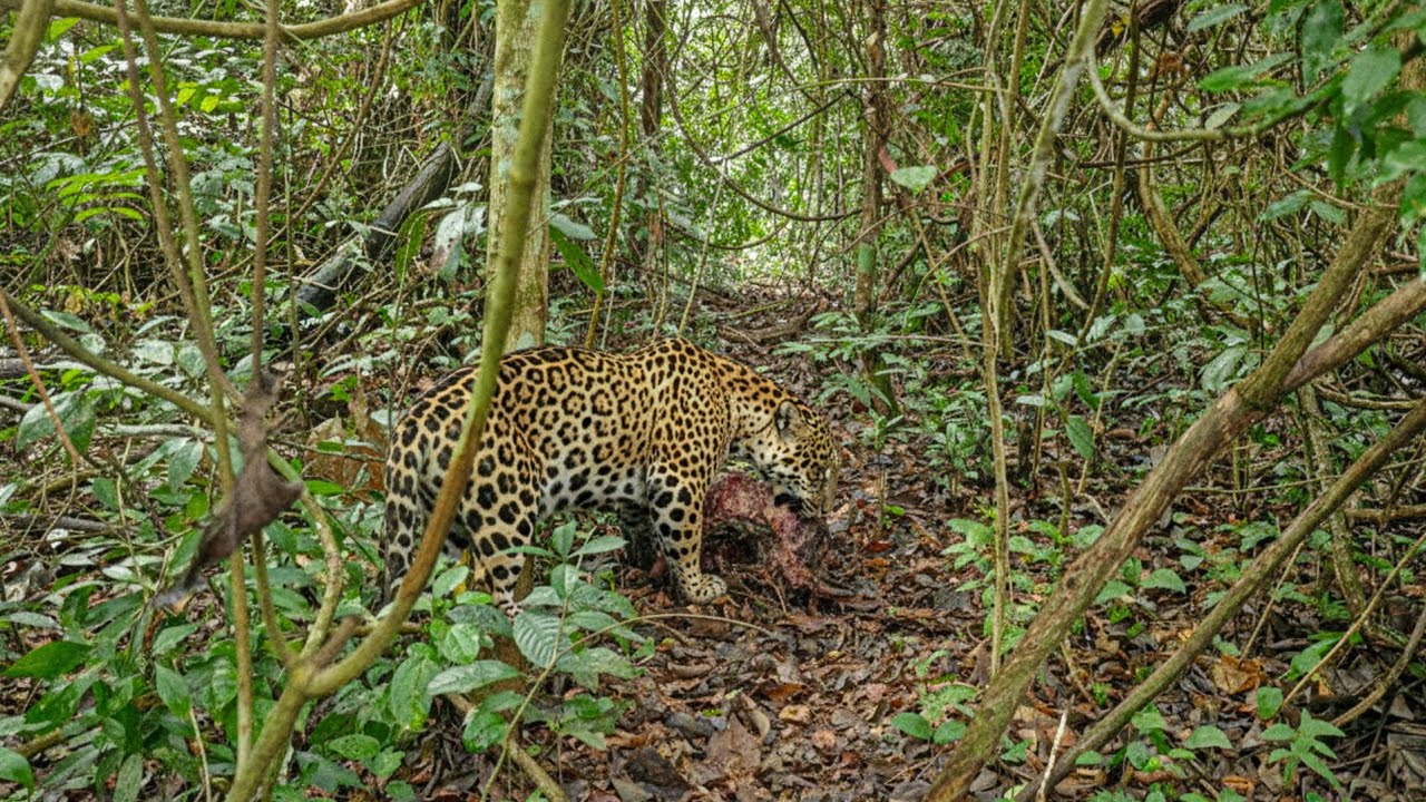 ONÇA DEIXOU VESTÍGIOS E ANIMAL ABATIDO ESTÁ PRÓXIMO AO BARRACO