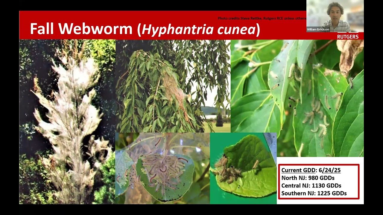 Rutgers Nursery IPM Webinar - June 24, 2025