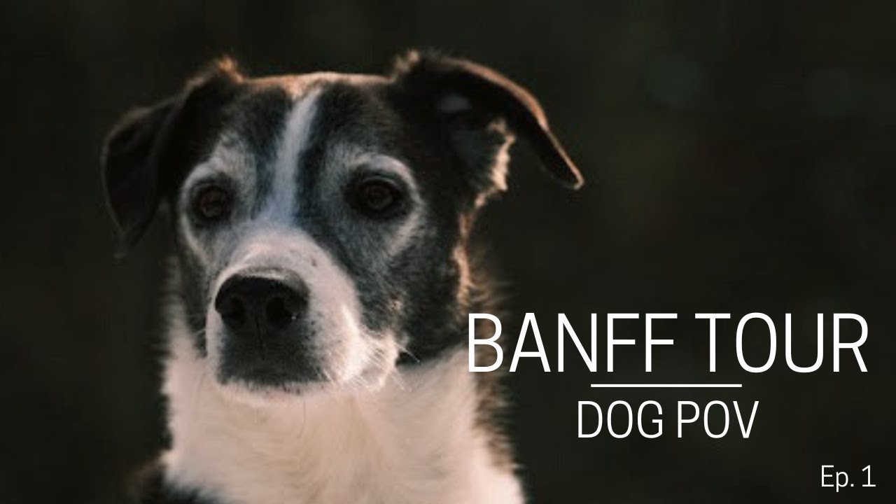 Downtown Banff Walk with Tour Dog Harvey | Dog POV | Ep. 1
