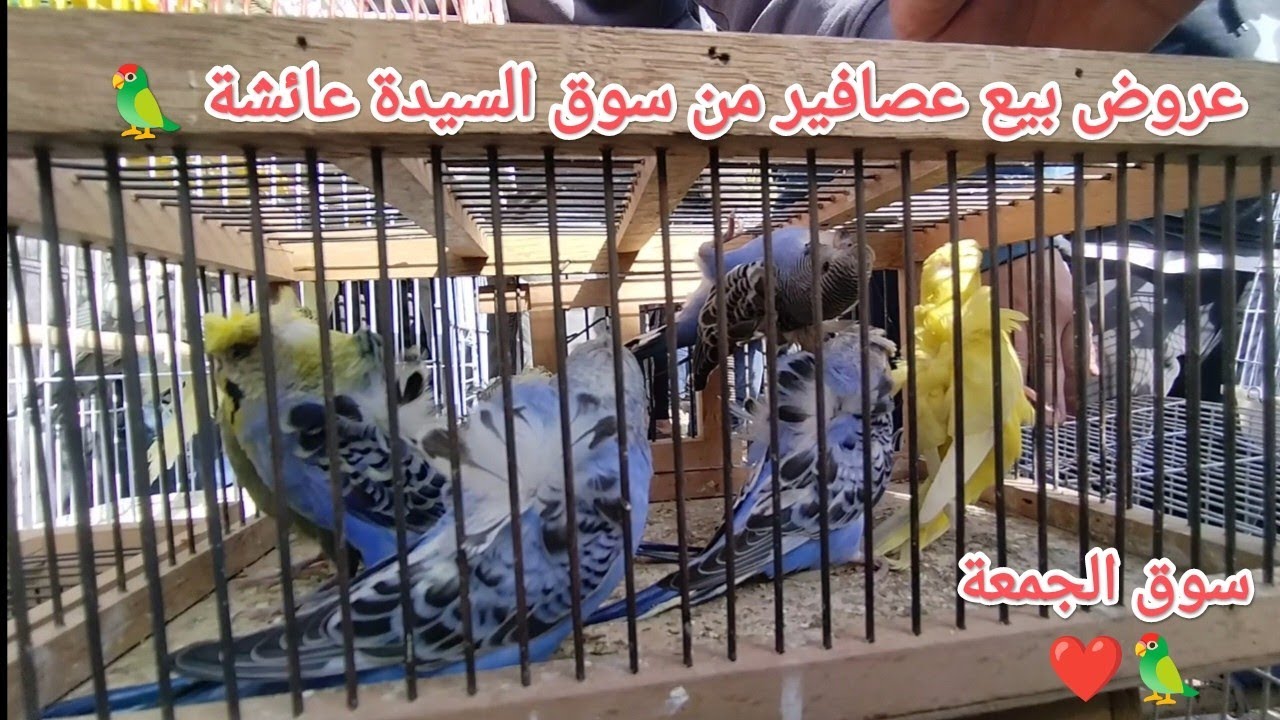 عروض بيع عصافير وببغاوات من قلب سوق الجمعة بالسيدة عائشة عصافير بأرقام أصحابها 🦜💣🔥