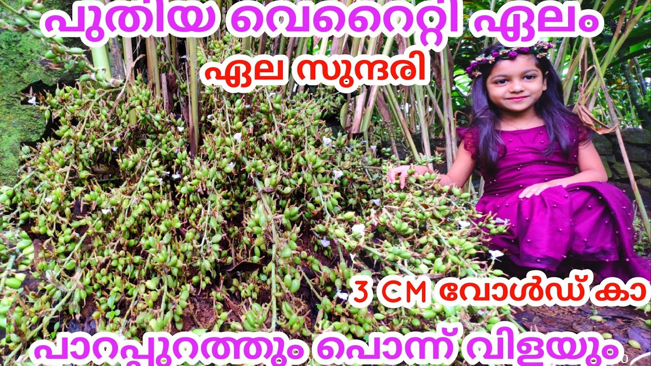 cardamom new verity Sundari Elam #elamsunthari  #cardamom new verity #elam 2.7Cm Yelam #best yelam