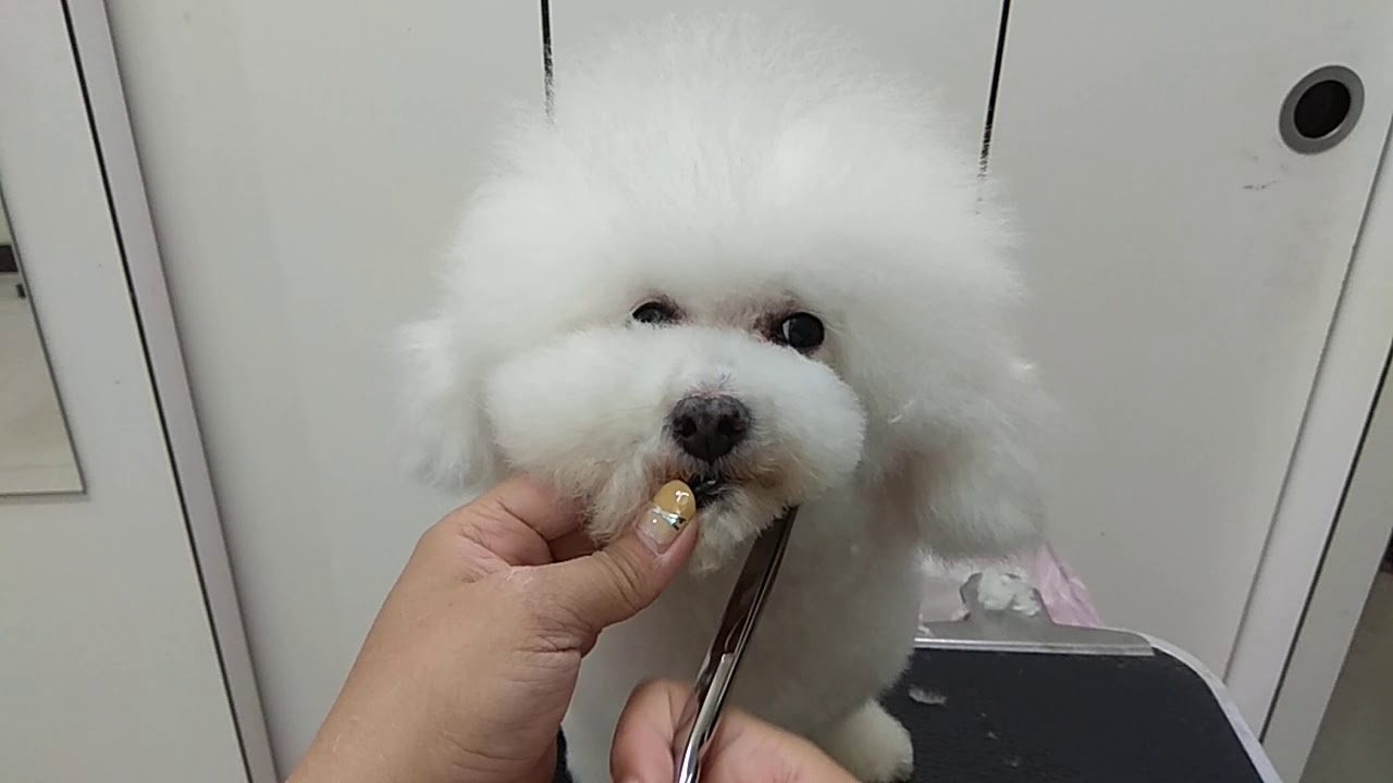 我在寵物店的日子-寵物美容教室-香菇頭造型