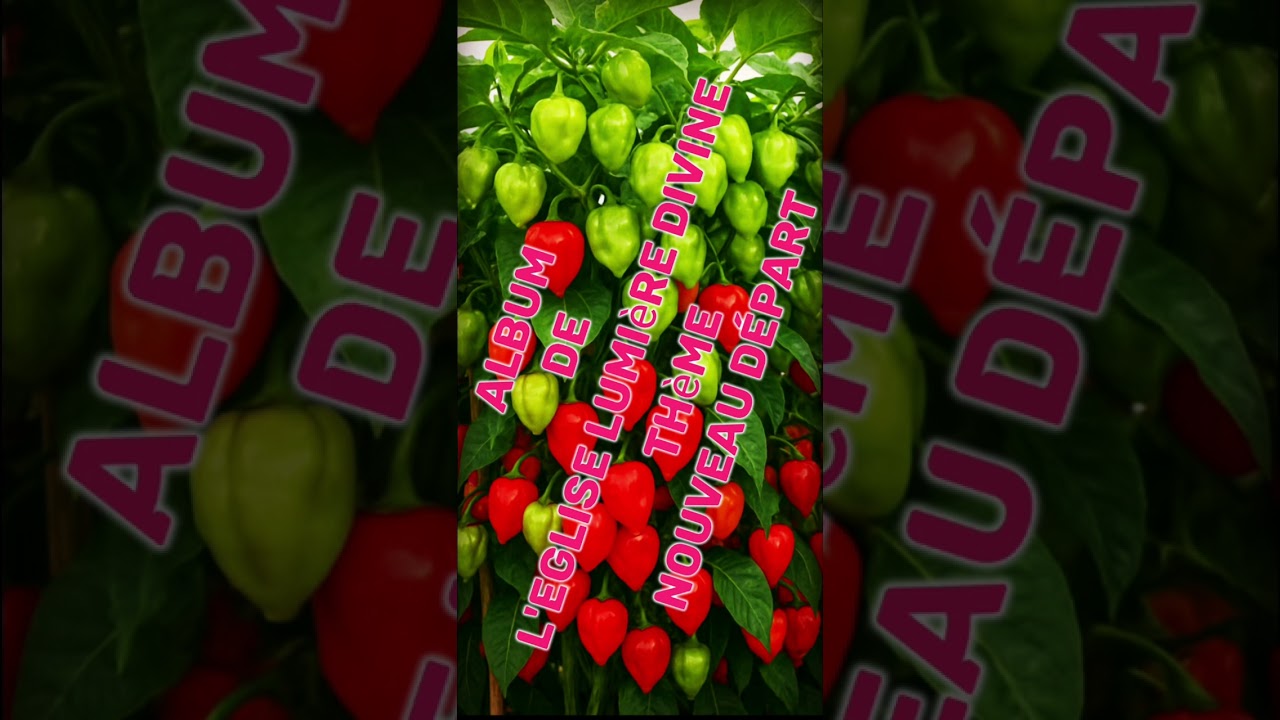 Album E.L.D Nouveau départ Vol 2