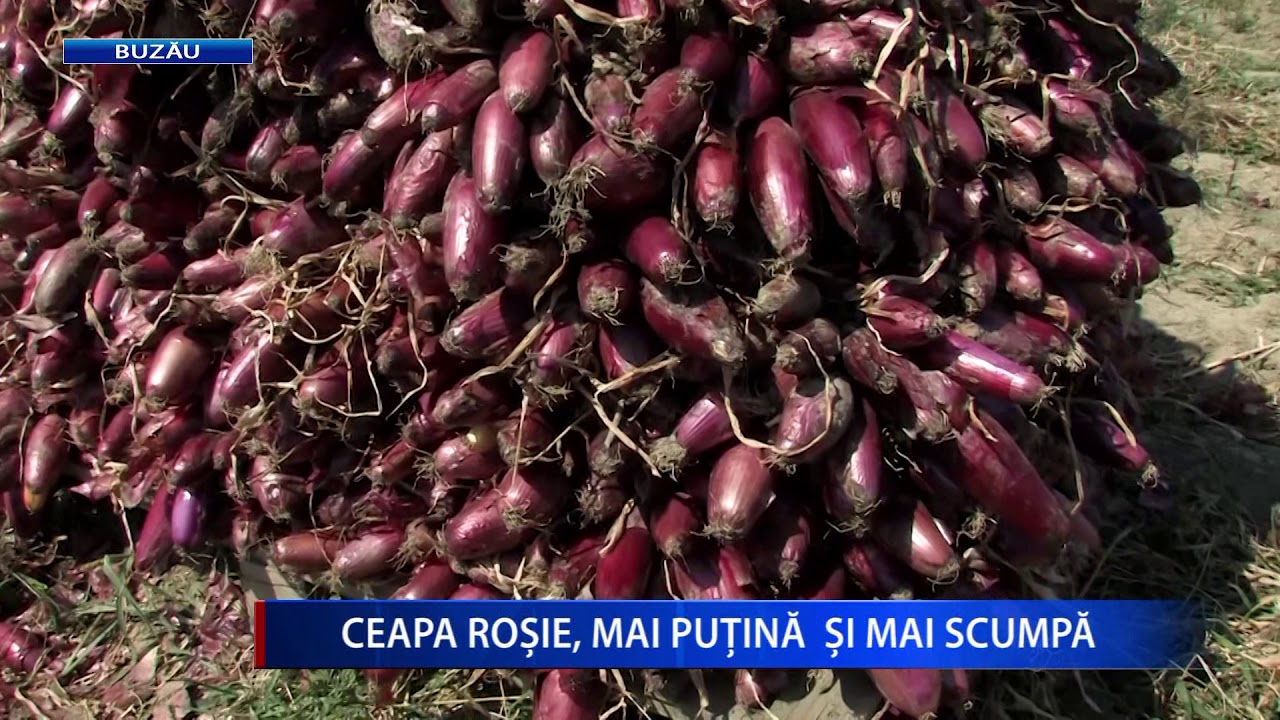 CEAPA ROȘIE, MAI PUȚINĂ ȘI MAI SCUMPĂ