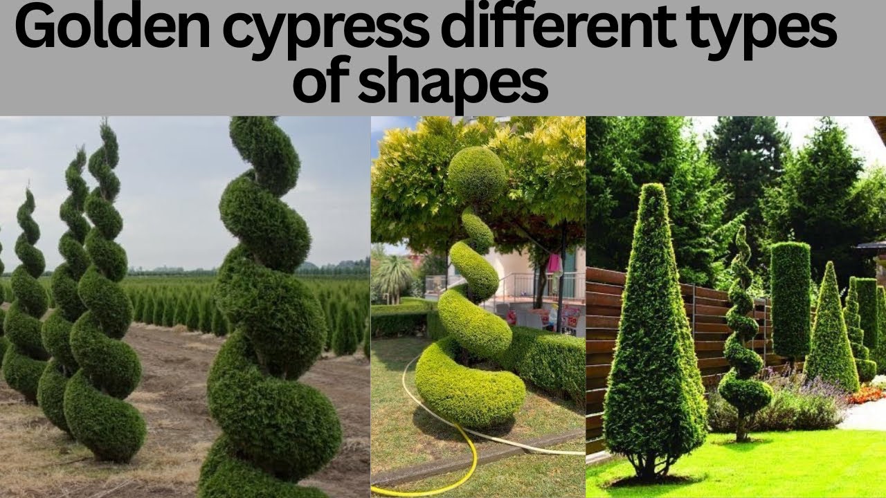 Golden cypress different shapes|| wholesale plants nursery in Saharanpur 