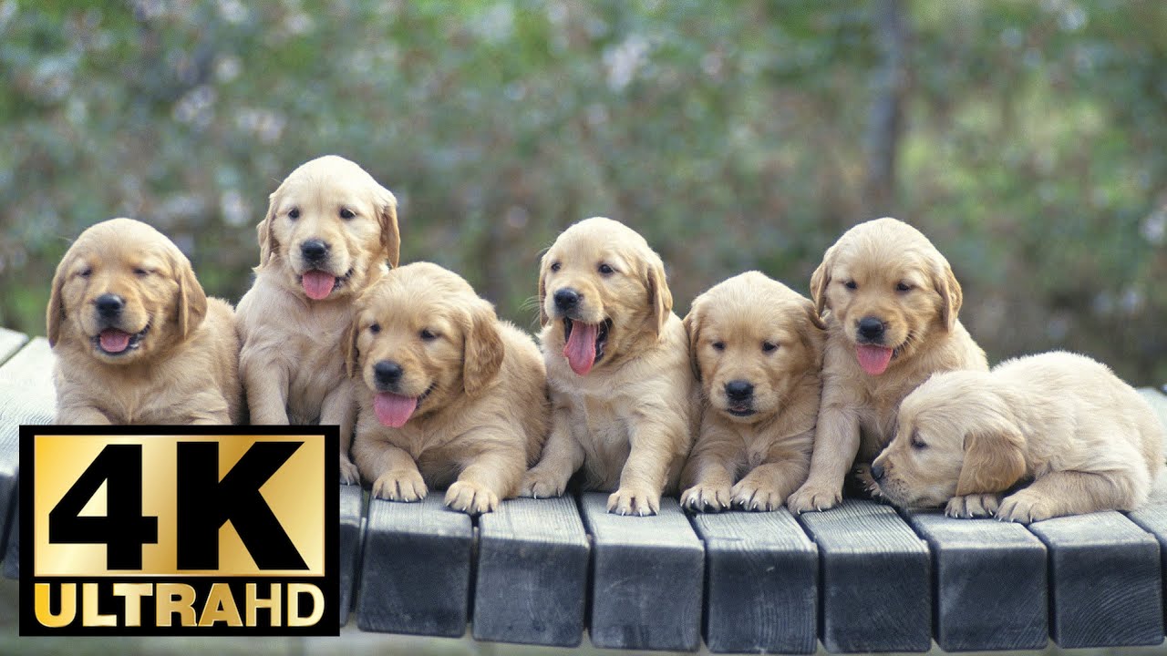 Cutest Dogs 4K UltraHD Slideshow 2018