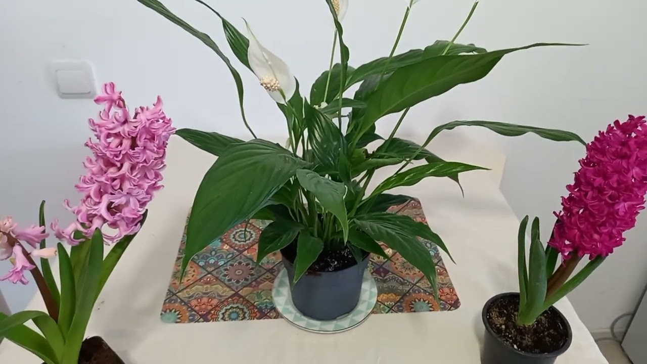 Crinul Păci: ingrijirea și stimularea Florilor