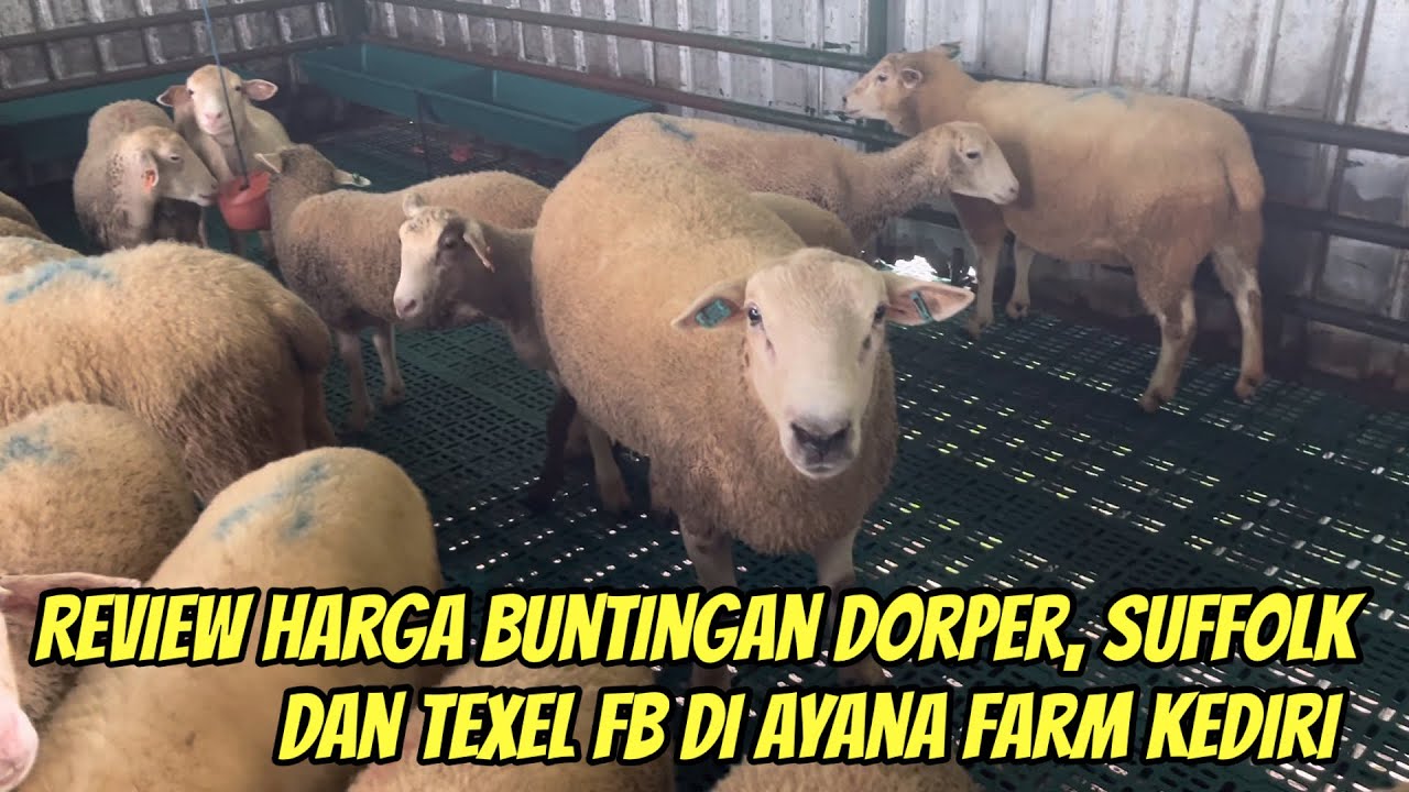 REVIEW HARGA DOMBA BUNTINGAN DORPER SUFFOLK, TEXEL FULLBLOOD DI AYANA FARM KEDIRI