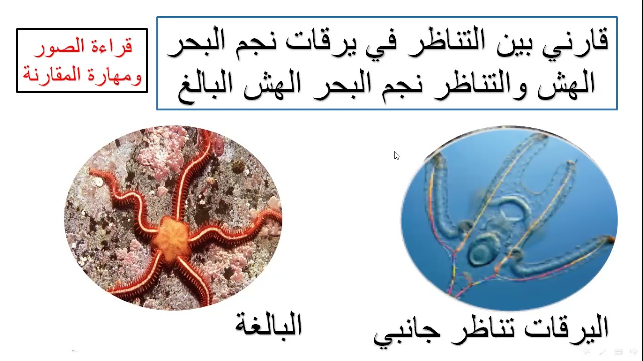 شوكيات الجلد