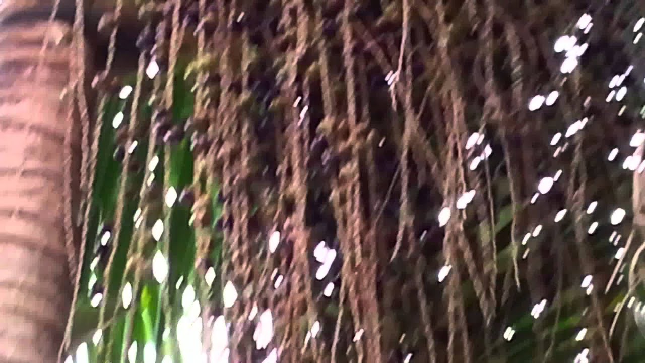 Tucaniço ou tucano roncado