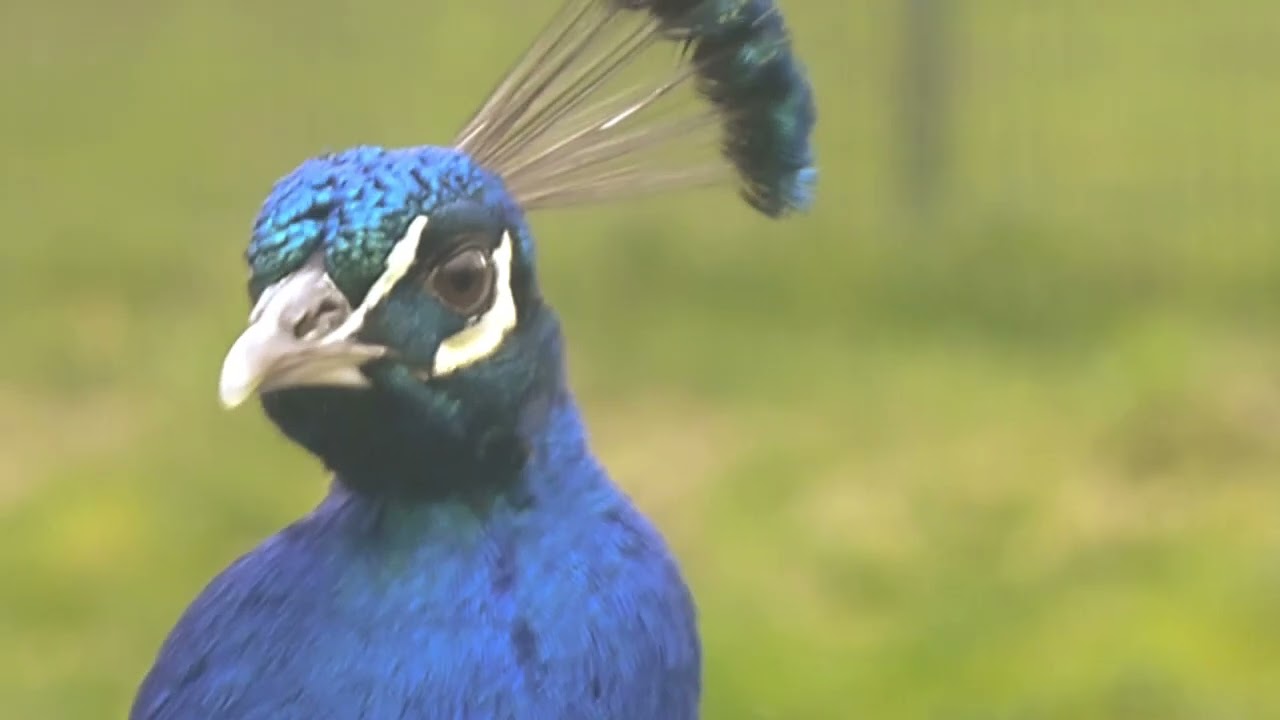Peacock Close ups and It's Screaming Sound !