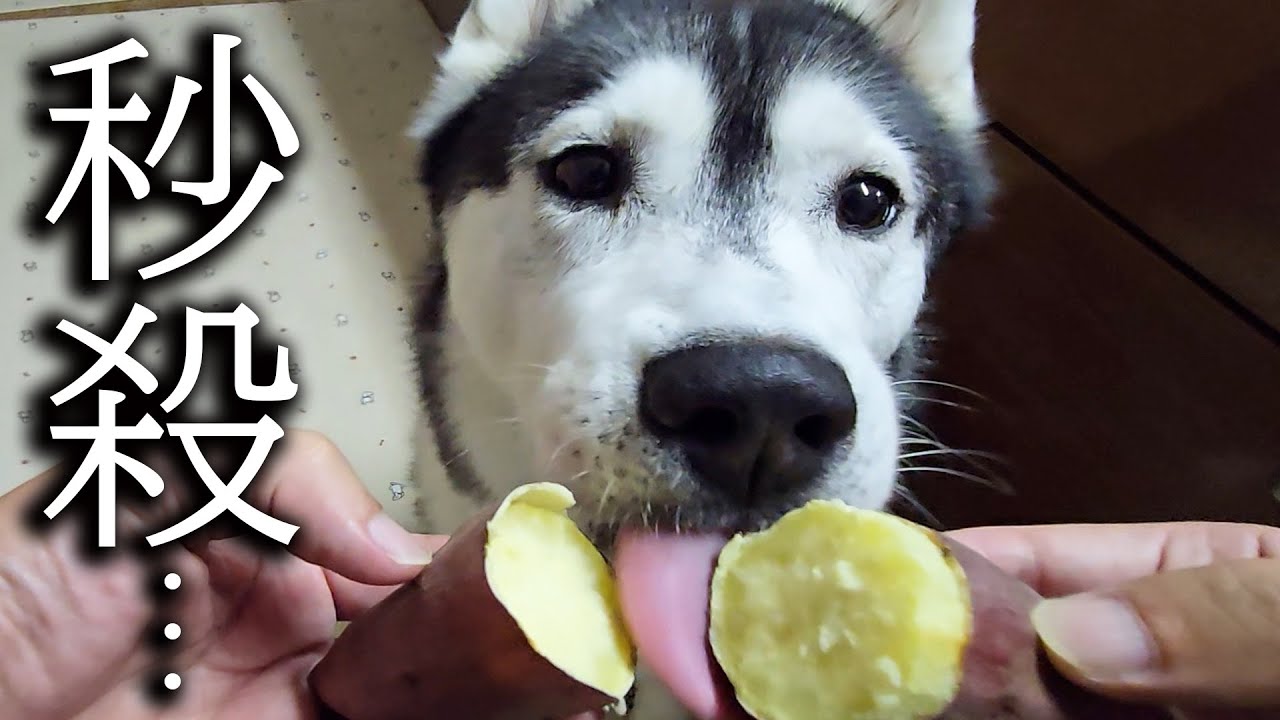 生まれて初めて焼き芋を食べた猫と犬の様子がこちらです...