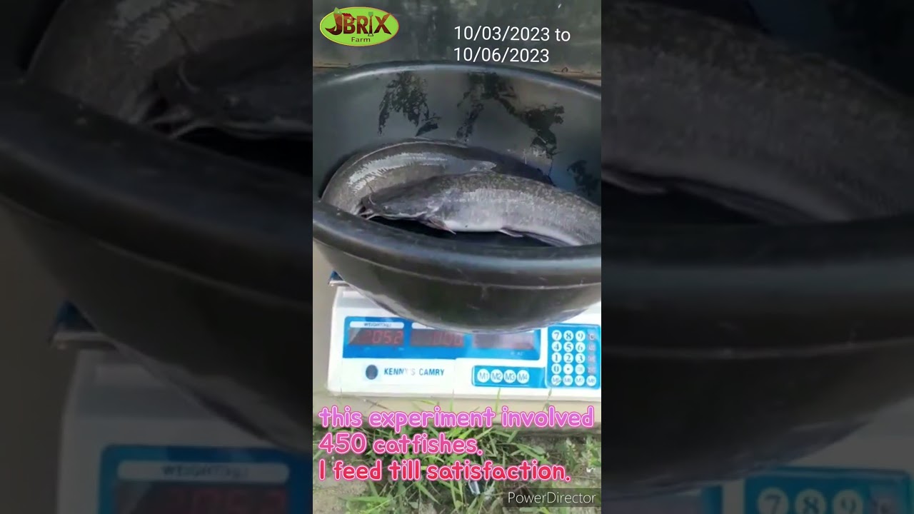 1kg of catfish achieved in 3months with 7bags of feed