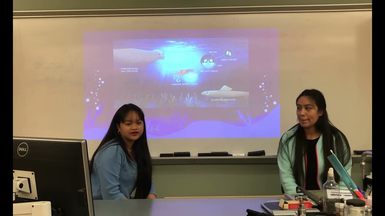bobtail squid and bioluminescent bacteria