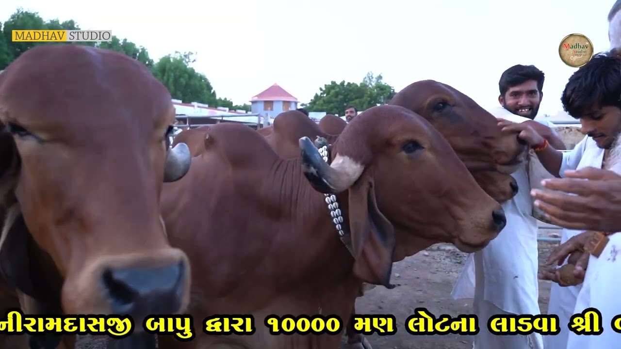 ૧૦૦૦૦ મણ લોટના લાડવા ગૌશાળા માં શ્રી કનીરામબાપુ દ્રારા ગૌમાતા ને ખવડાવ્યા | શ્રી  વટેશ્વર ગૌશાળા