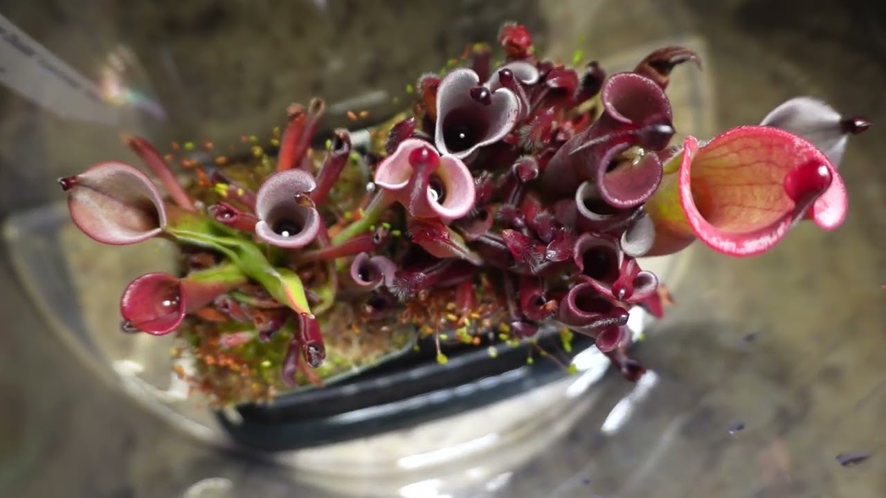 My Heliamphora Routine Maintenance Care
