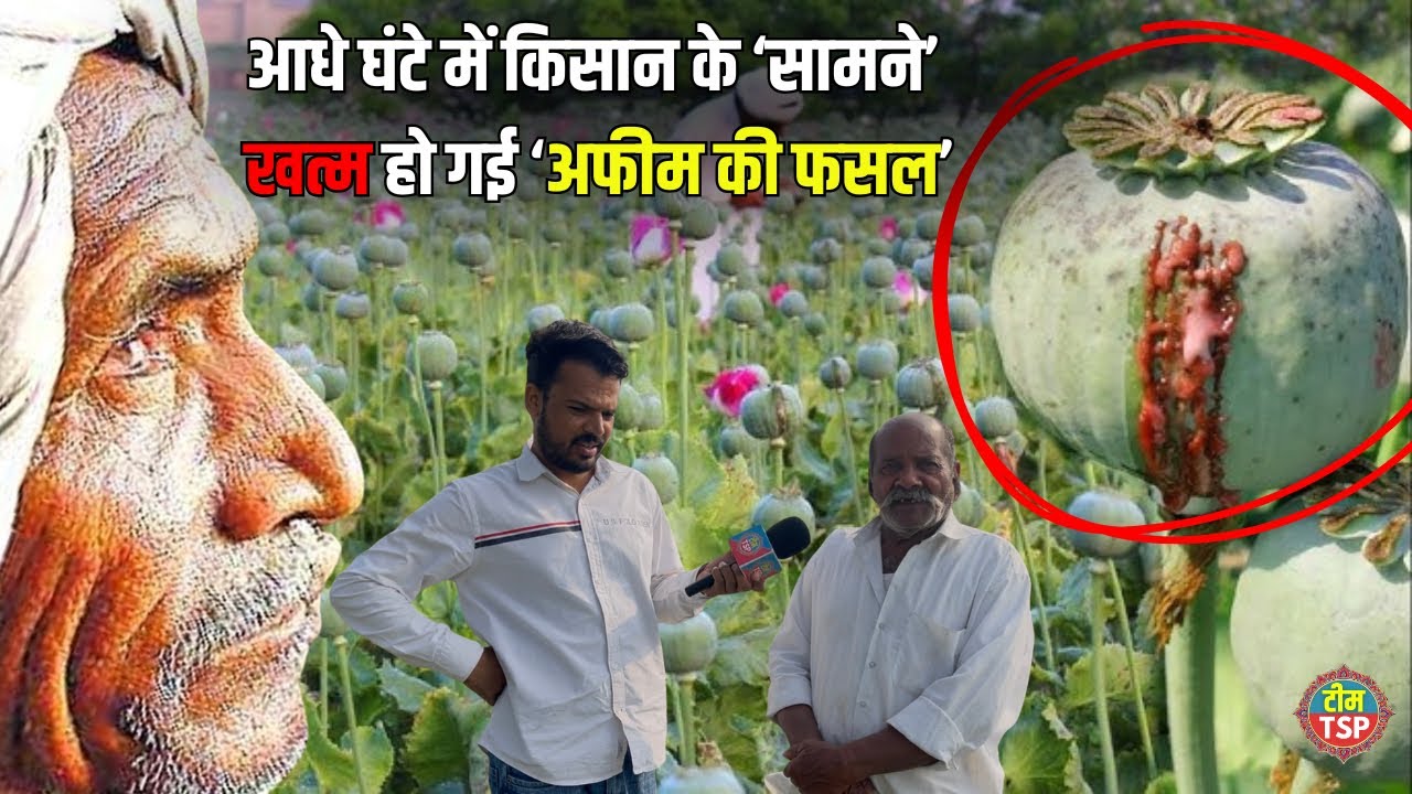 अफीम की फसल पूरी तरह नष्ट | किसानों को भारी नुकसान Opium | Team tsp 