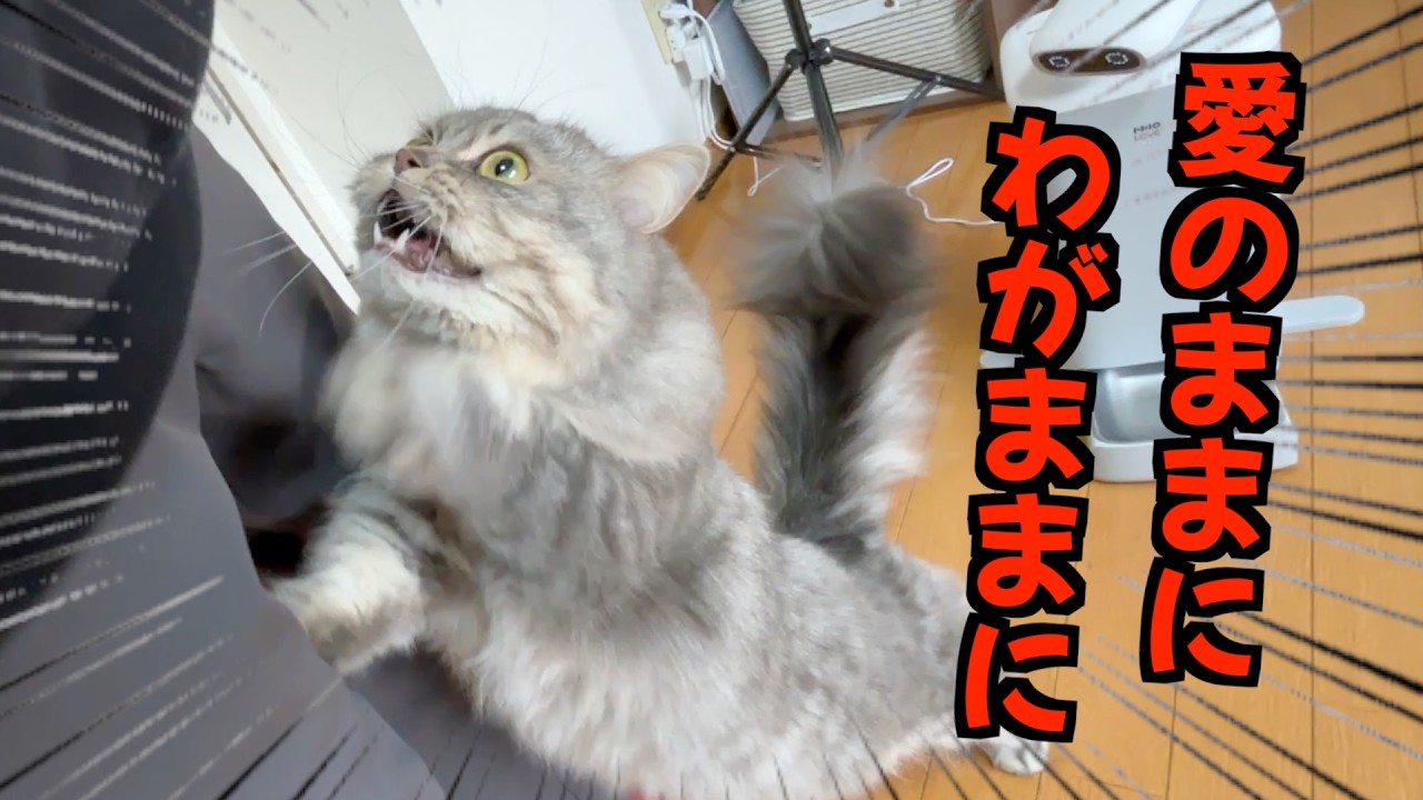 自由すぎる短足マンチカンのお出迎えが可愛すぎましたw