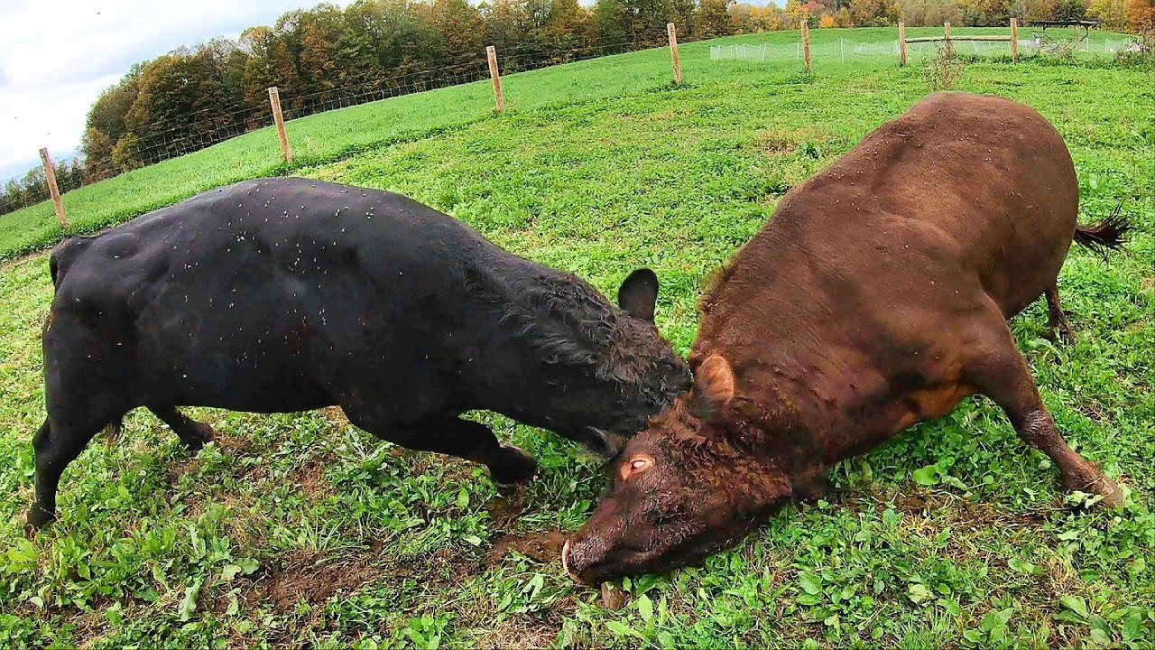 BULL BATTLE!