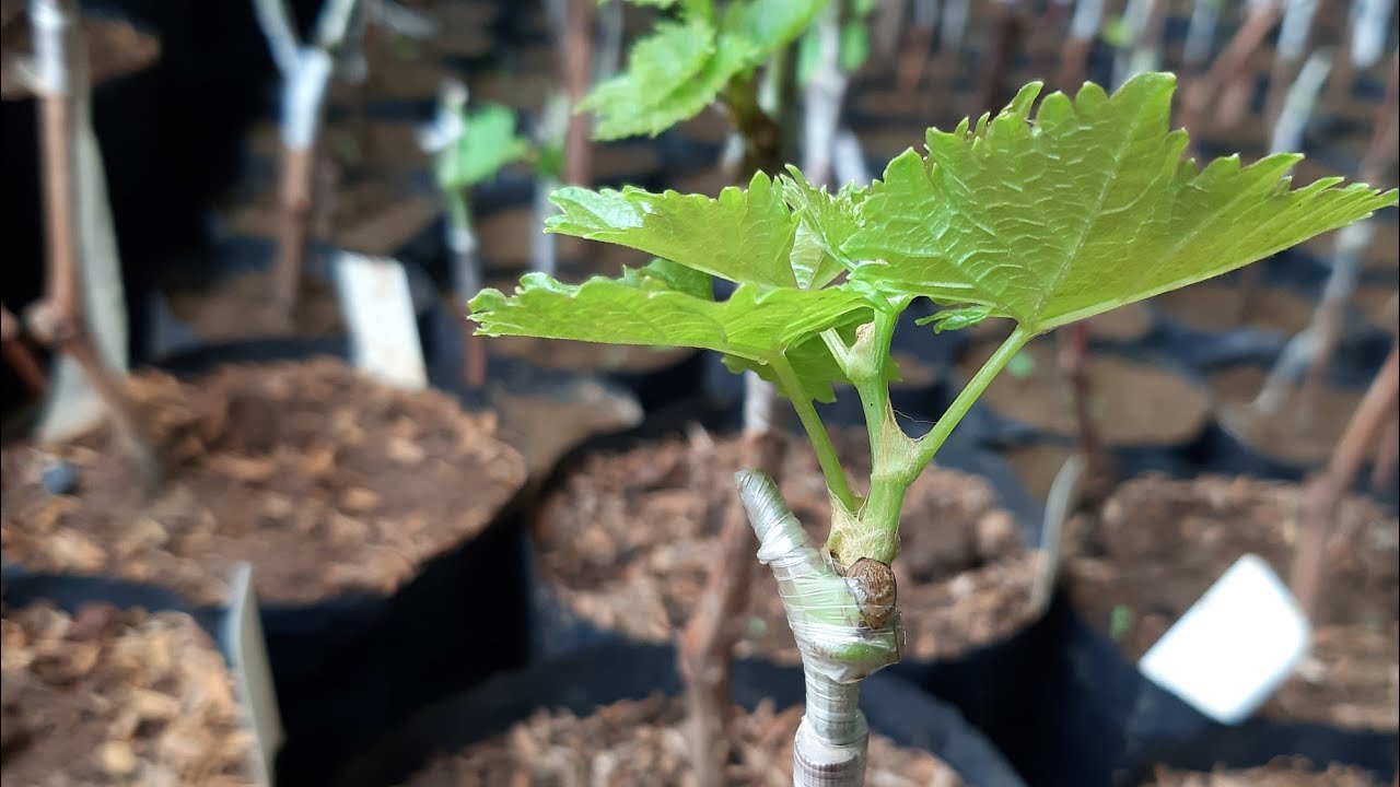 Grafting pohon anggur