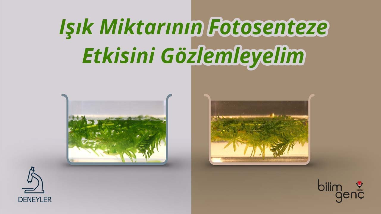 Işık Miktarının Fotosenteze Etkisini G&ouml;zlemleyelim