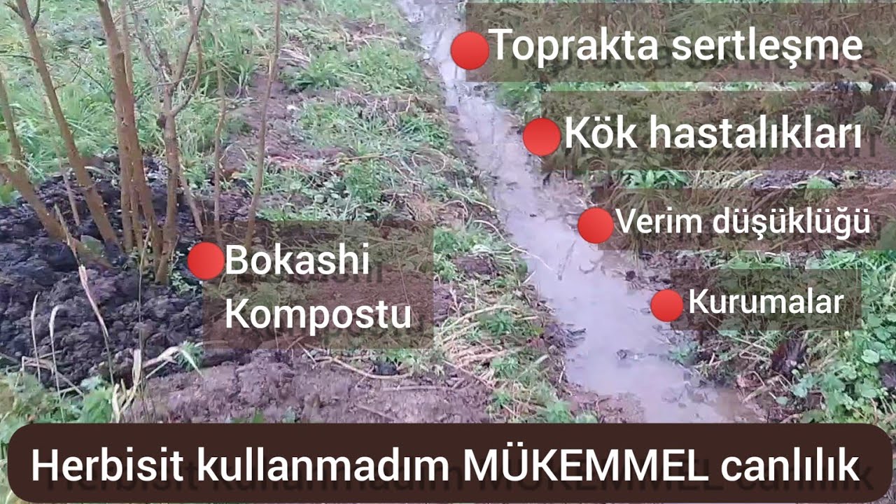 FINDIKTA taban suyu çok zararlı‼️ ÇÖZÜM için kesinlikle bunları yapmalısınız ‼️