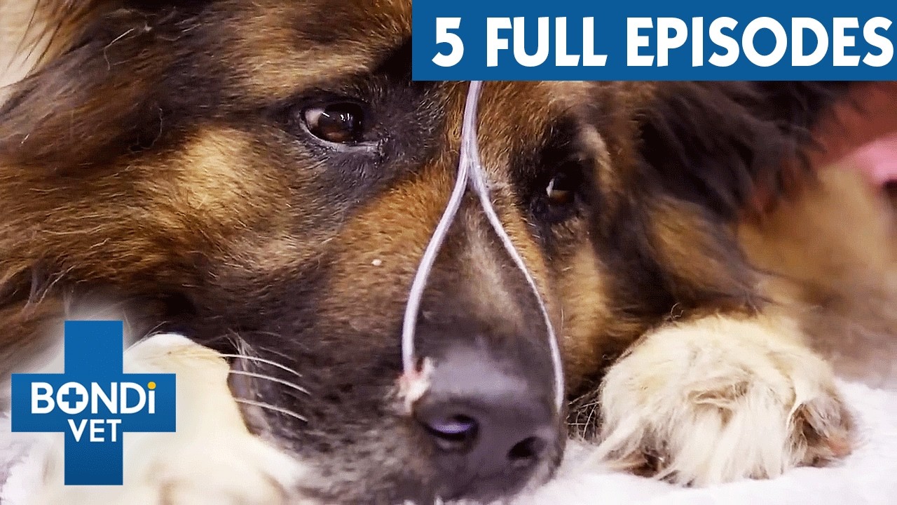 Bondi Vet Season 9 Marathon | Full Episodes