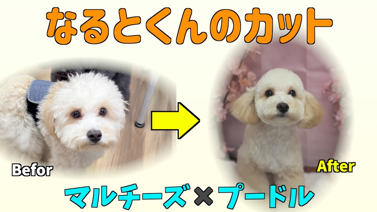 なるとくんのカット