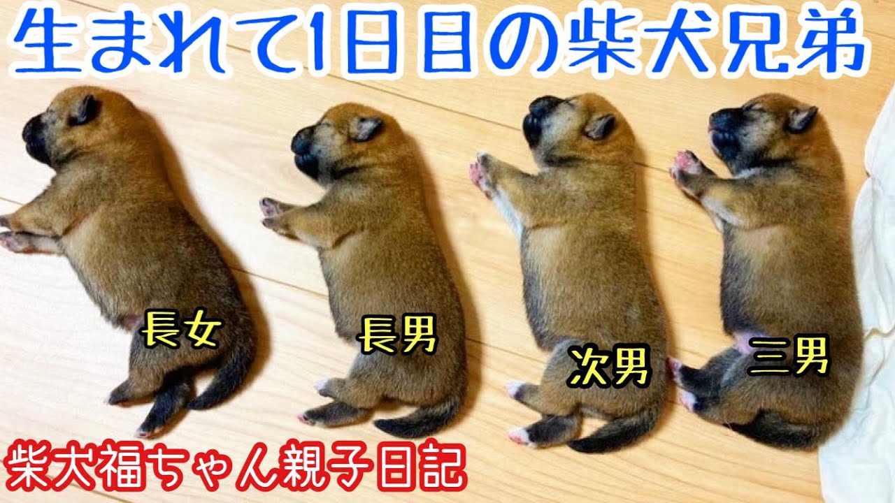 柴犬福ちゃん出産！生まれて1日目の柴犬兄弟
