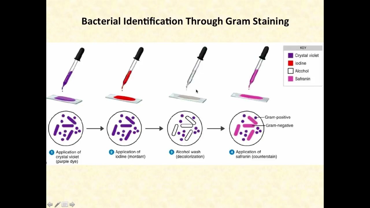 Basic Clinical Microbiology (long version)