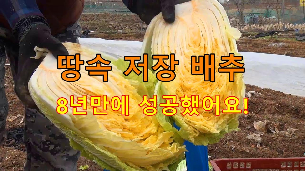 봄까지 살아 있는  배추, 땅속 저장 방법.