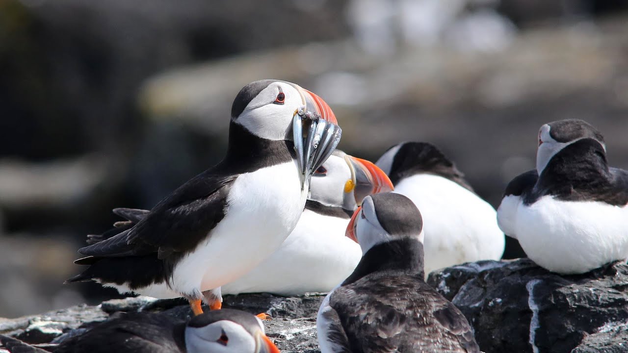 Puffins nesting