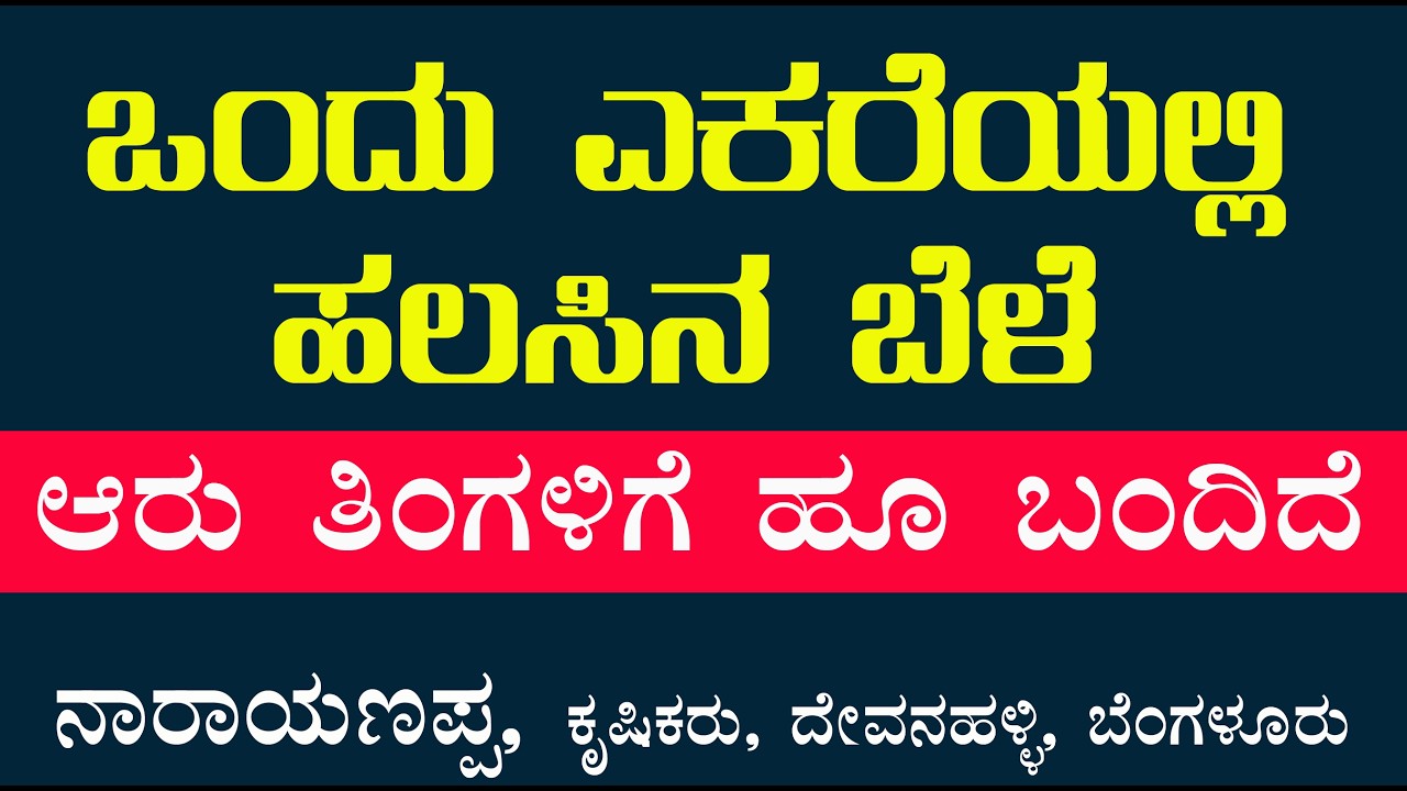 ಒಂದು ಎಕರೆ  ಯಲ್ಲಿ ಹಲಸು ಬೆಳೆ ಆರು ತಿಂಗಳಿಗೆ ಹೂವು ಬಂದಿದೆ jackfruit crop one acre flowered in six months.