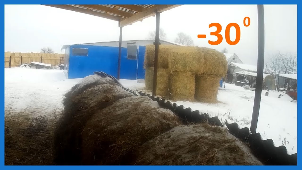 Коровник из поликарбоната. Сено и первые -30