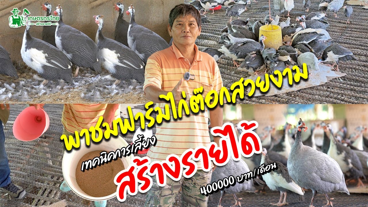 เทคนิคการเลี้ยงไก่ต๊อก จากไก่พื้นบ้าน สู่ไก่สวยงาม สร้างรายได้ #ไก่ต๊อก #เลี้ยงไก่ต๊อก #เล็กครับ