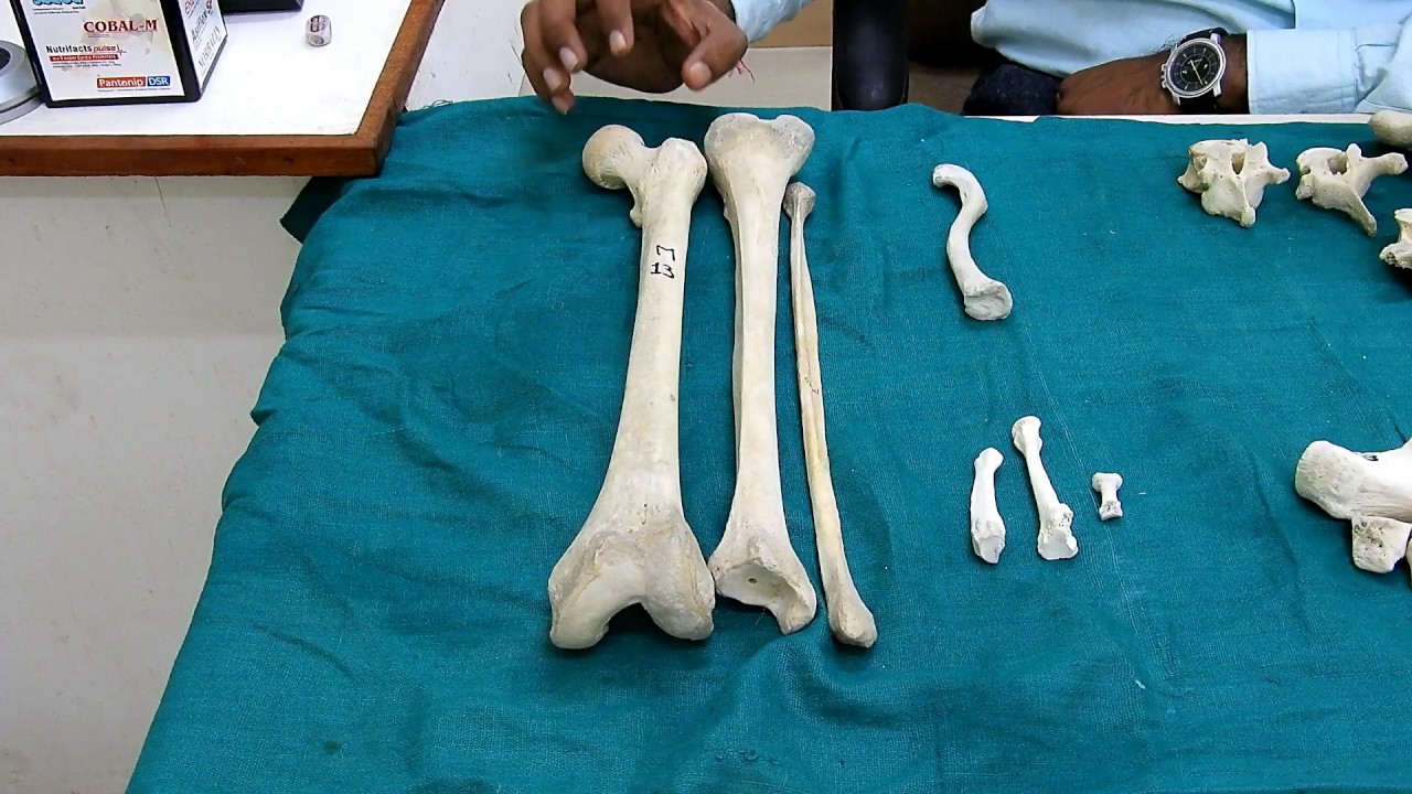 Classification of Bone According To Their Shape