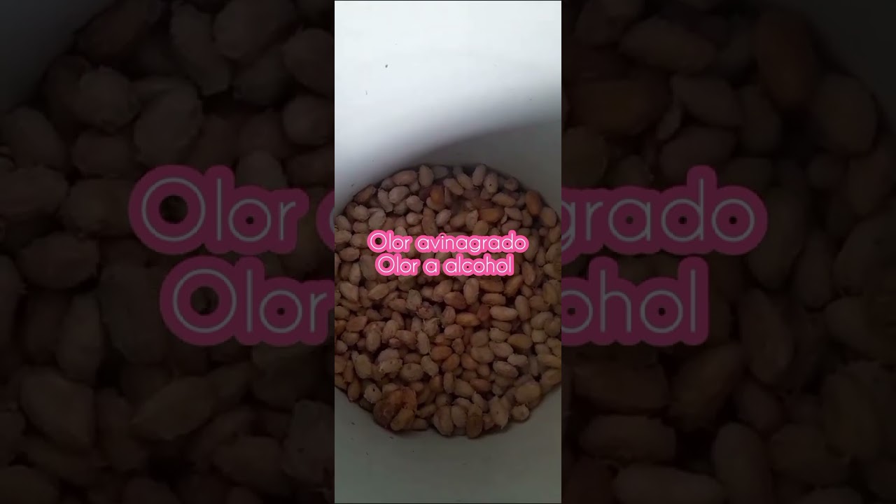 como fermentar cacao #cacao fácil. desde casa. #fermentarcacao en pocas o muchas cantidades